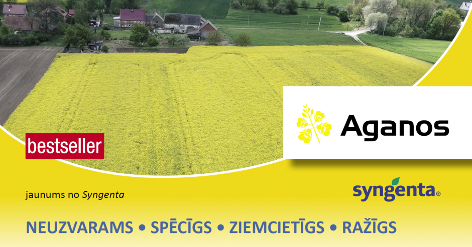 AGANOS - ziemas rapša hibrīds - jaunums no Syngenta!