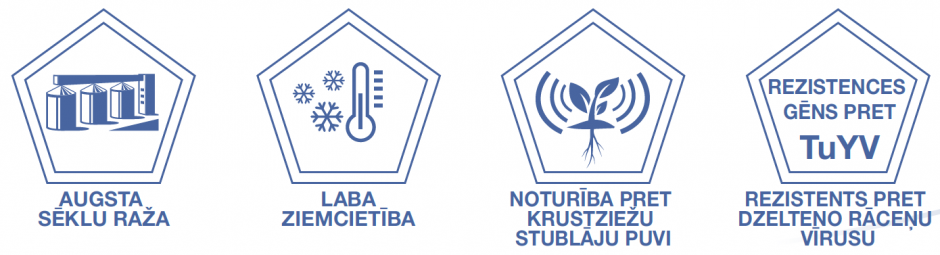 AGANOS - ziemas rapša hibrīds - jaunums no Syngenta!