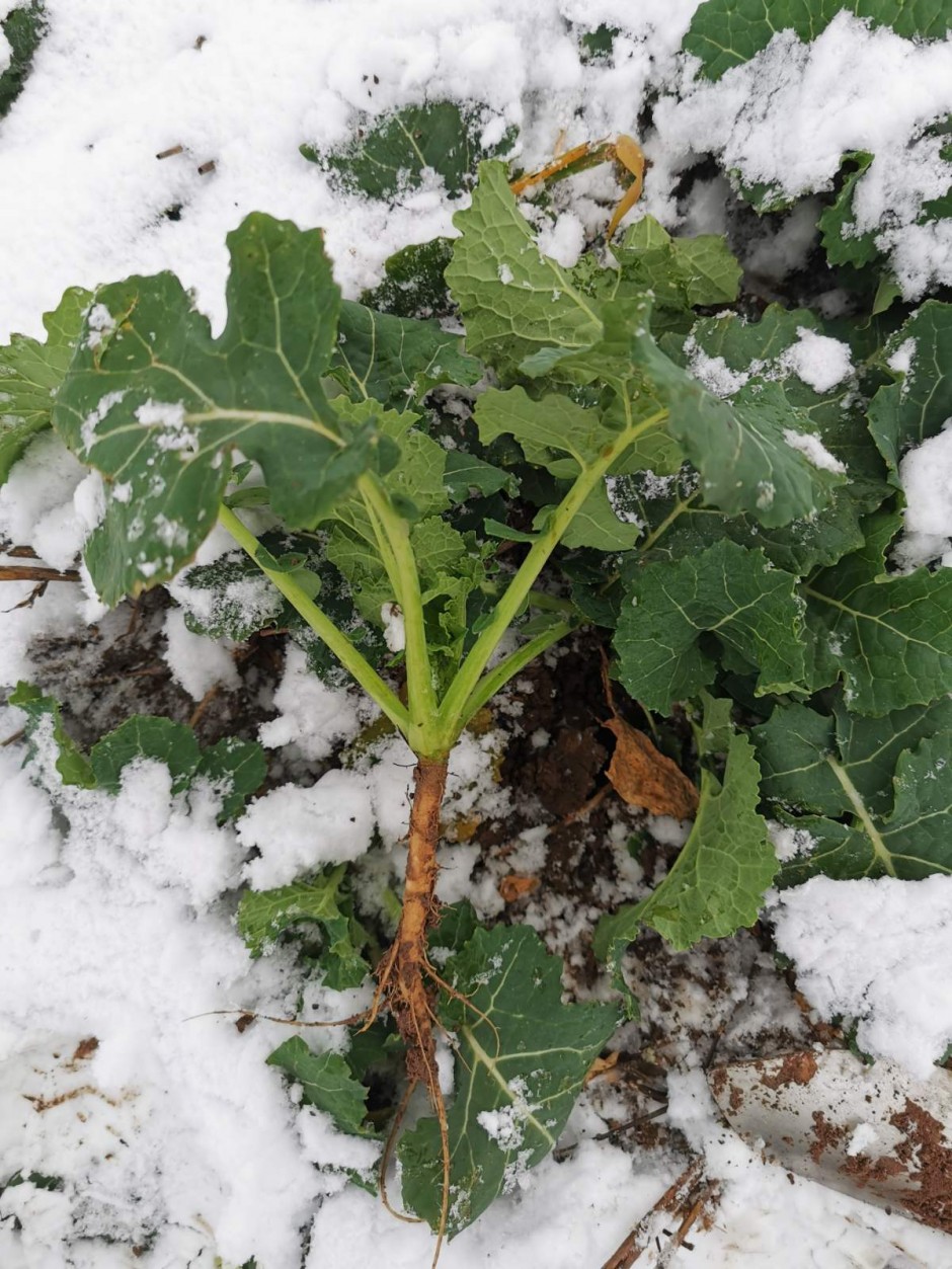 Agrotehniskie pasākumi slāpekļa deficīta kompensēšanai