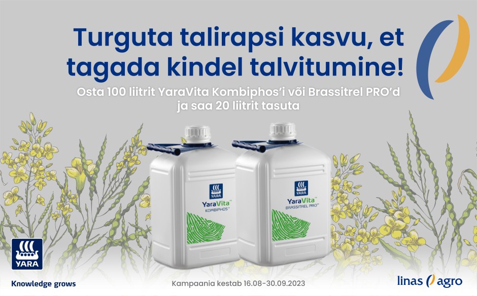 Turguta talirapsi kasvu, et tagada kindel talvitumine!